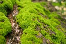 Почему в теплице зеленеет земля – определение причин и их своевременное устранение