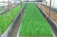 Выращивание лука на зелень — агротехника и лучшие сорта для теплицы