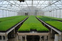 Как обустроить и адаптировать теплицу для выращивания зелени круглый год