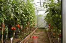 Новые и проверенные временем сорта помидоров для теплиц – самые вкусные и урожайные
