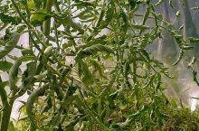 Почему скручиваются листья у рассады помидоров и как предотвратить этот процесс