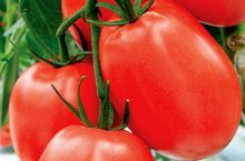 Как подобрать удобрения для томатов по симптомам нехватки питательных элементов