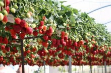 Выгоды и план по организации выращивания клубники в теплице круглый год как бизнес