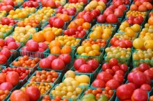 Лучшие сорта помидоров для теплиц – неприхотливость и вкус в одном томате