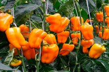 Выращивание болгарского перца и уход за ним — секреты хорошего урожая в теплице