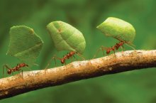 Как избавиться от муравьев в теплице –эффективные профессиональные и народные способы