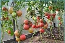 Как распознавать болезни томатов в теплице – описания и фото всех типов заболеваний