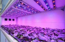 Как светодиодные светильники для растений повышают урожай при минимуме энергозатрат