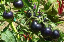 Темные сорта помидоров – происхождение и современное разнообразие