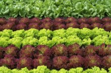 Основные правила и тонкости выращивания салата в теплице круглый год