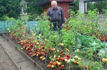 Лучшие низкорослые сорта помидоров для открытого грунта – обзор с фото и советами