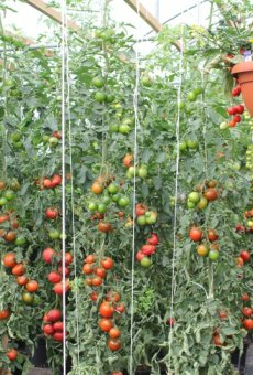 Все схемы посадки томатов в теплице и расчет расстояния между кустами и грядками
