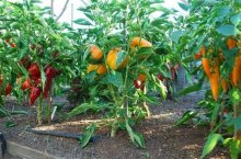 Специфика посадки перца в теплицу и технология выращивания богатого урожая
