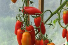 Как эффективно проводить пасынкование помидоров в теплице – правила и схемы