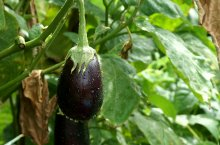 Как вырастить баклажаны – особенности агротехники в теплице и открытом грунте