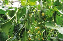 Как создать сбалансированное меню для огурцов — удобрение и подкормка зеленых питомцев