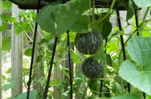 Особенности выращивания арбузов в теплице и секреты высокого урожая
