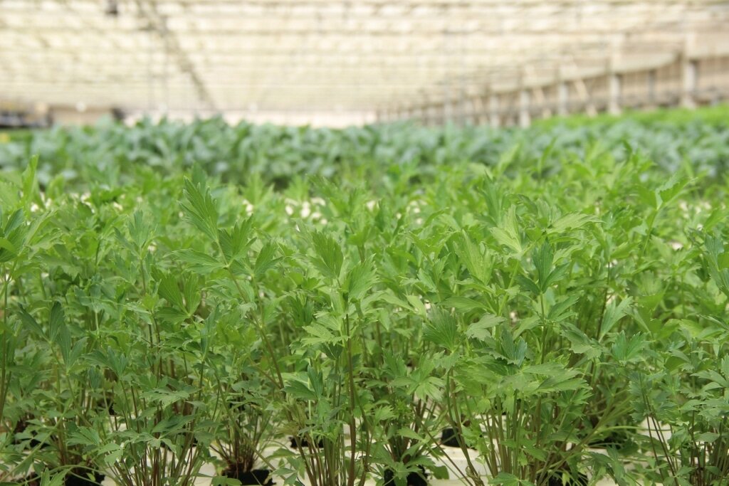 Выращивание зелени в теплице: практическое руководство по различным видамрастений