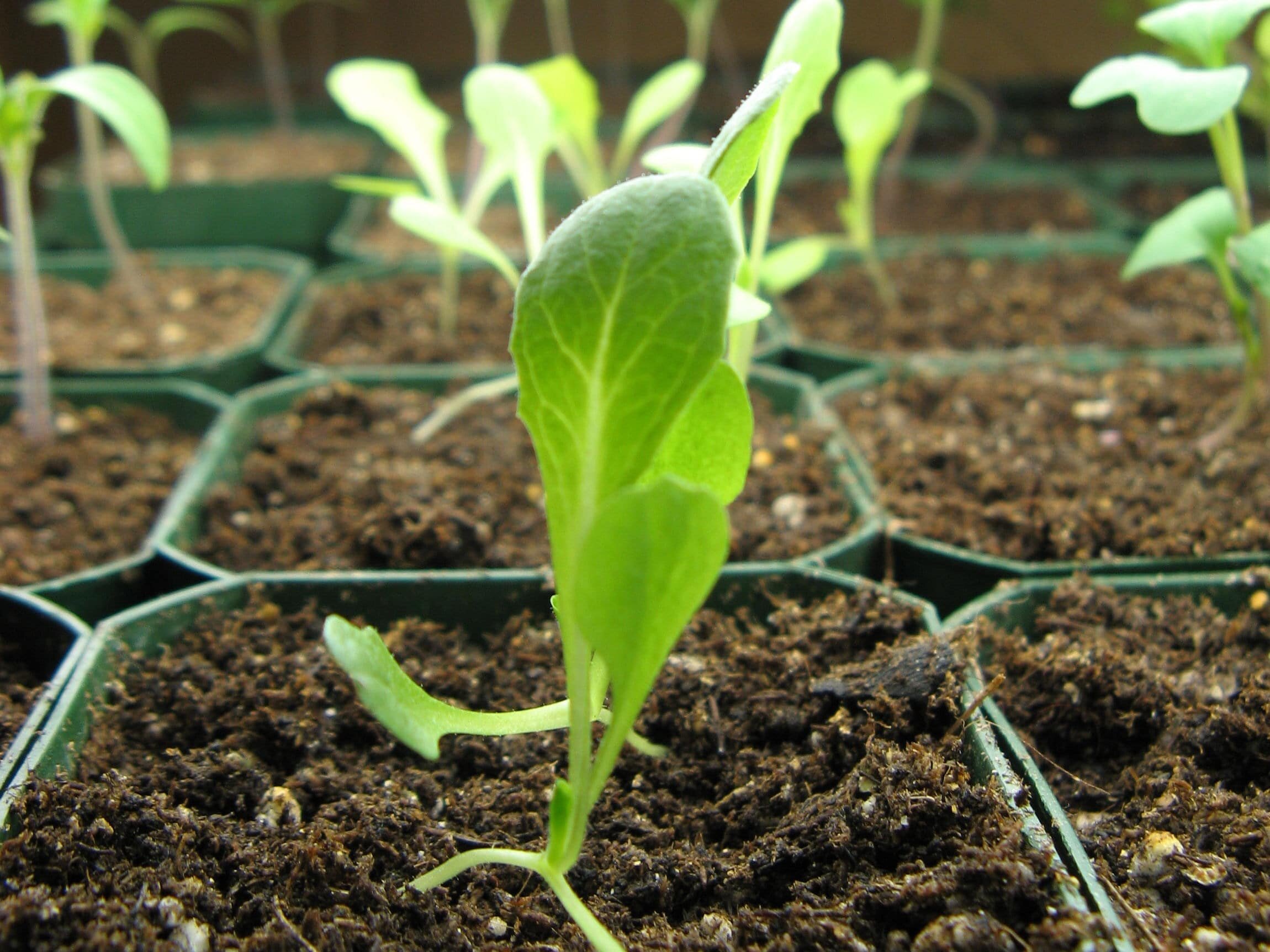 Выращивание салата в теплице: неприхотливые сорта и особенности посадки иухода