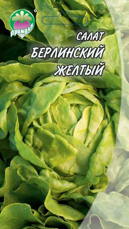 Выращивание салата в теплице: неприхотливые сорта и особенности посадки иухода