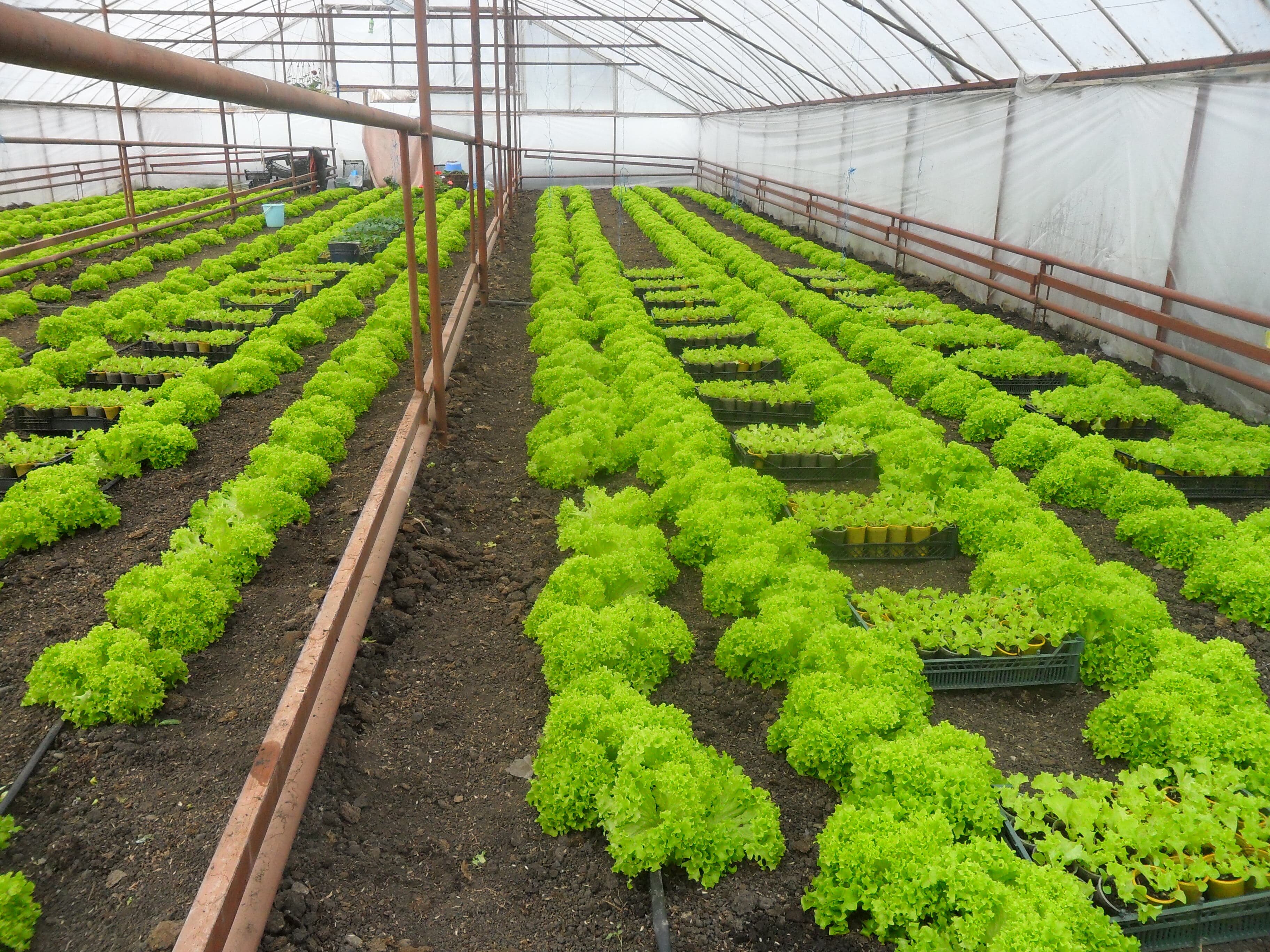 Выращивание зелени в теплице: практическое руководство по различным видамрастений