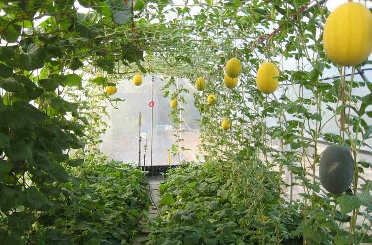 Как вырастить дыню в теплице средней полосе России: полный цикл выращиванияиз семян