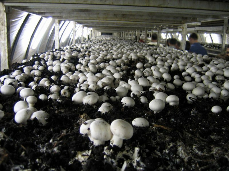 Грибница шампиньонов набор выращивания грибов
