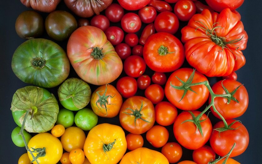 Со��та помидор для теплиц: обзор самых урожайных гибридов и лучших сортовыхтоматов