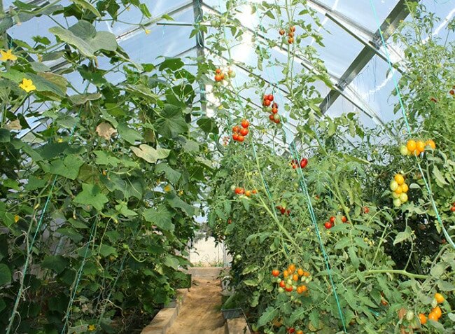 Можно ли выращивать в теплице огурцы и помидоры вместе?