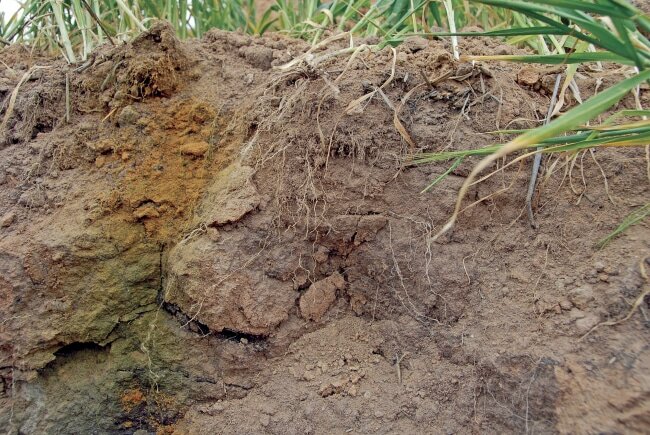Определение кислотности по виду почвы