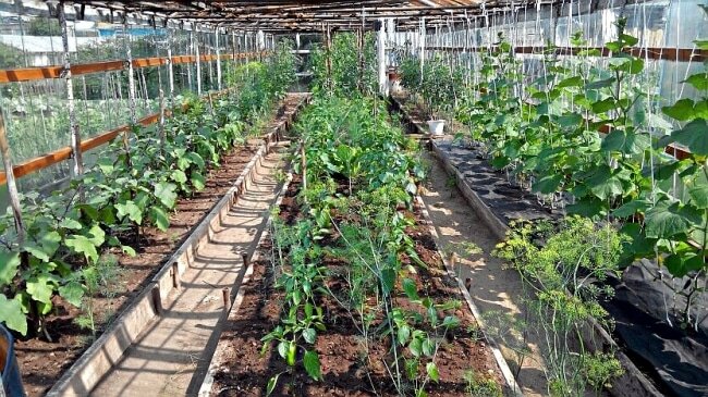 Можно выращивать помидоры в теплице вместе с огурцами
