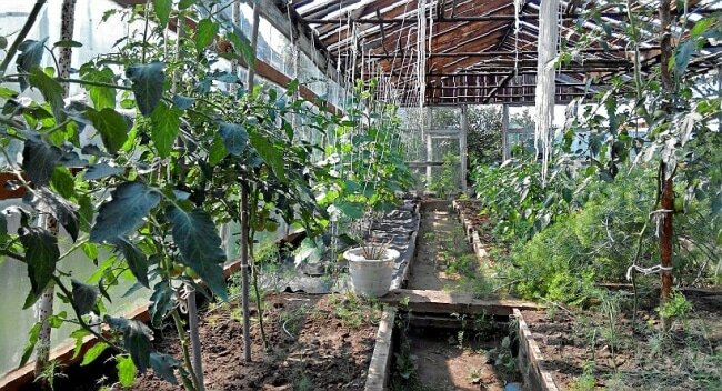 Как выращивать в теплице помидоры и огурцы вместе?