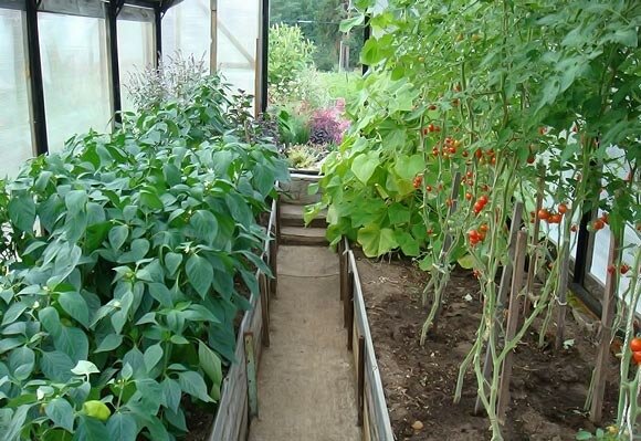 Можно ли в теплице вместе выращивать помидоры и огурцы в?