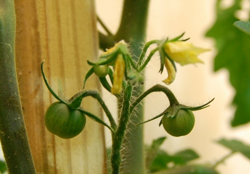 Удобрение для помидоров: рецепты для корневой и внекорневой подкормки