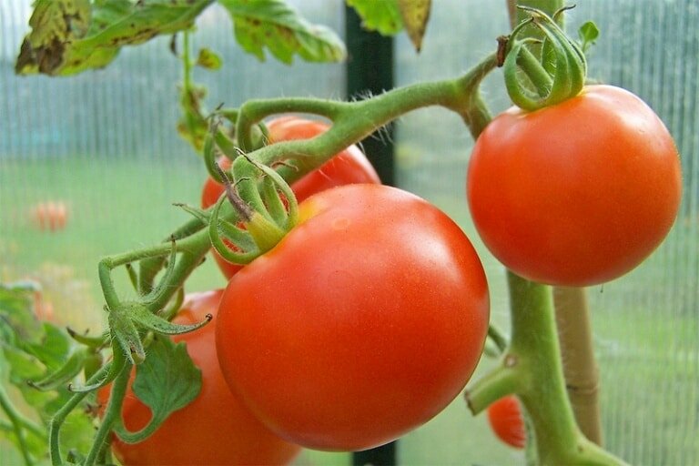 Как поливать помидоры в теплице: виды орошения и требования к режиму полива