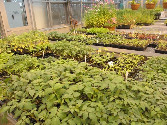 Светодиодные led лампы для растений: решение для ускорения роста.