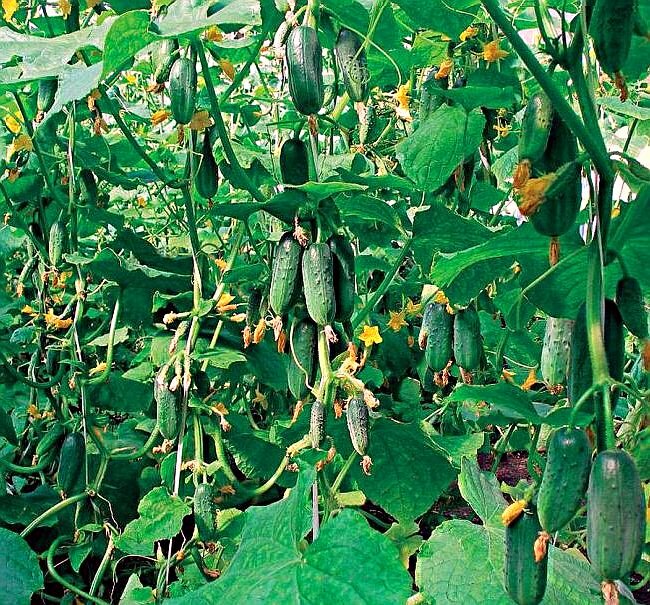 Подкормка огурцов в теплице: как подобрать и удобрение и подкормить листьяи корни