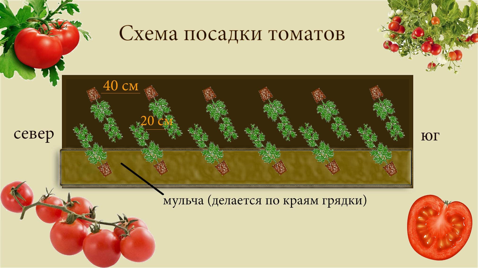 Схема посадки томатов в теплице 3х6 и других: на каком расстоянии сажатьпомидоры