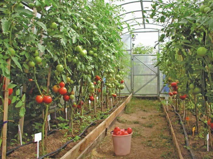 Подвязка томатов в теплице и открытом грунте: все способы и правила