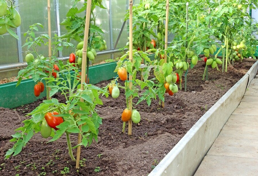 Выращиваем томаты в теплице