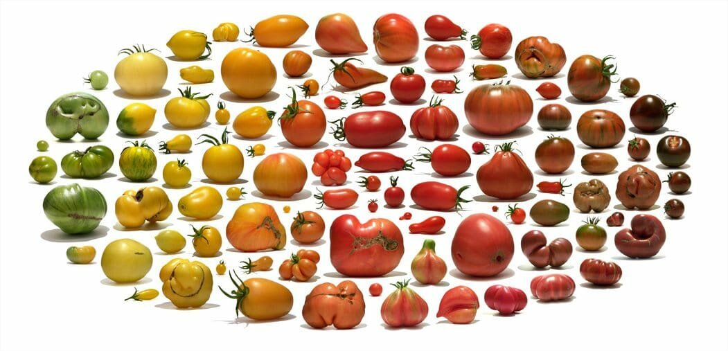 Лучшие сорта помидоров для теплиц: обзор с фото и советы по выбору семян