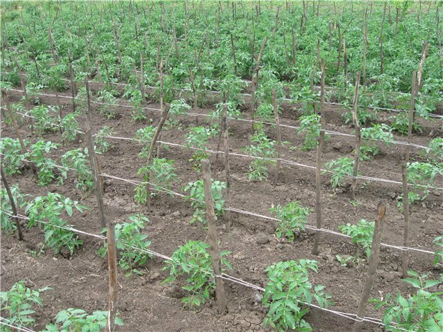 Правильная подвязка томатов в теплице и в открытом грунте – секреты урожайности