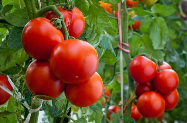 Урожай томатов в теплице